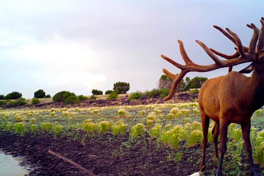 Гостьовий будинок Broken Spur Ranch, Off Gridoasis#Stargazing Валл Екстер'єр фото